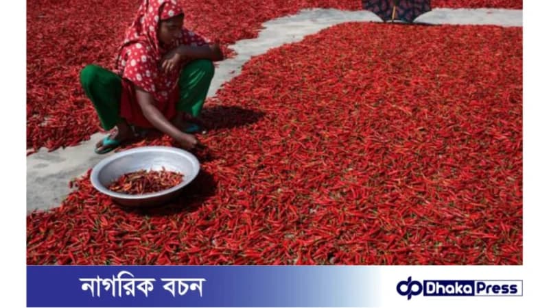 পঞ্চগড়ের লাল মরিচ: লাল সোনার অফুরন্ত সম্ভাবনা পঞ্চগড়ের লাল মরিচ: লাল সোনার অফুরন্ত সম্ভাবনা