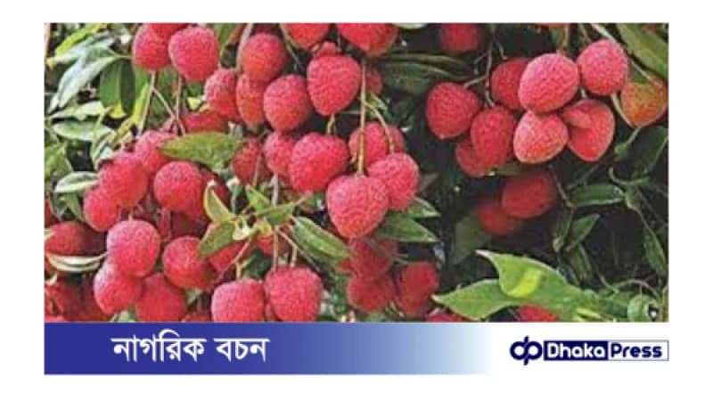 লিচু দীর্ঘদিন তাজা রাখার উপায় লিচু দীর্ঘদিন তাজা রাখার উপায়