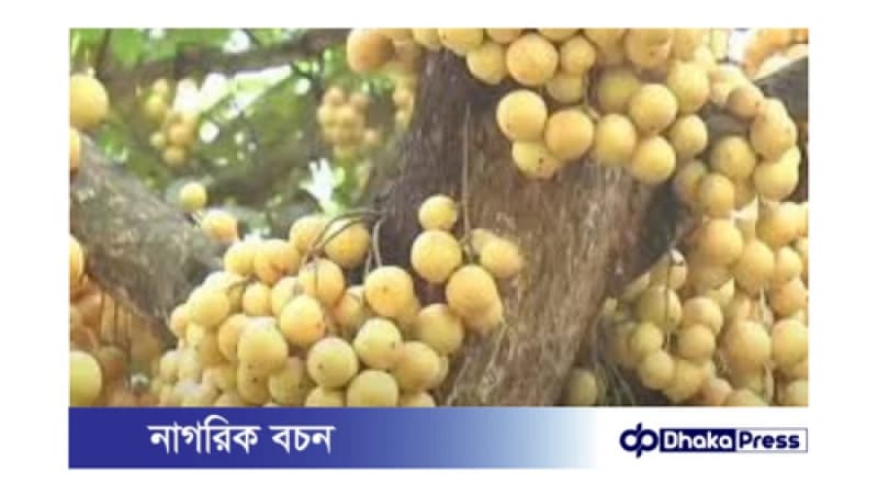 লটকন: পুষ্টি ও ঔষধিগুণে ভরপুর লটকন: পুষ্টি ও ঔষধিগুণে ভরপুর